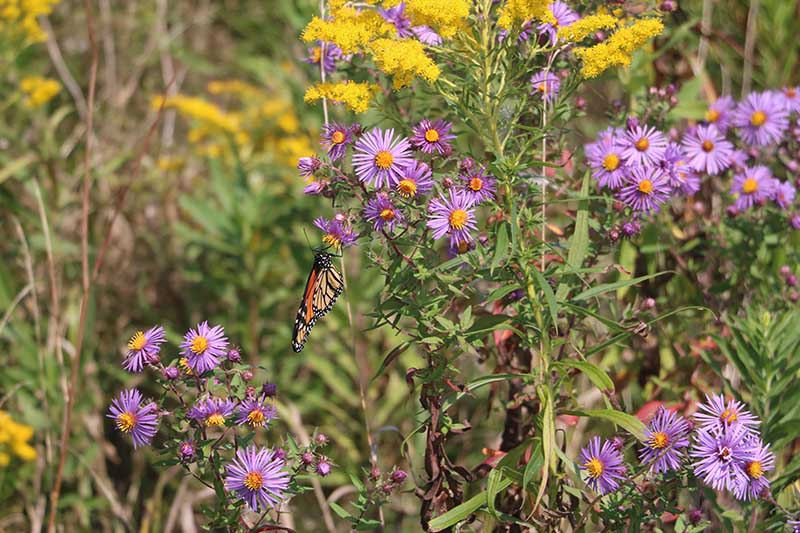 Un primer plano de una mariposa aterrizando en un aster púrpura perenne que crece en el jardín de finales de verano, fotografiado a la luz del sol con follaje en un enfoque suave en el fondo.