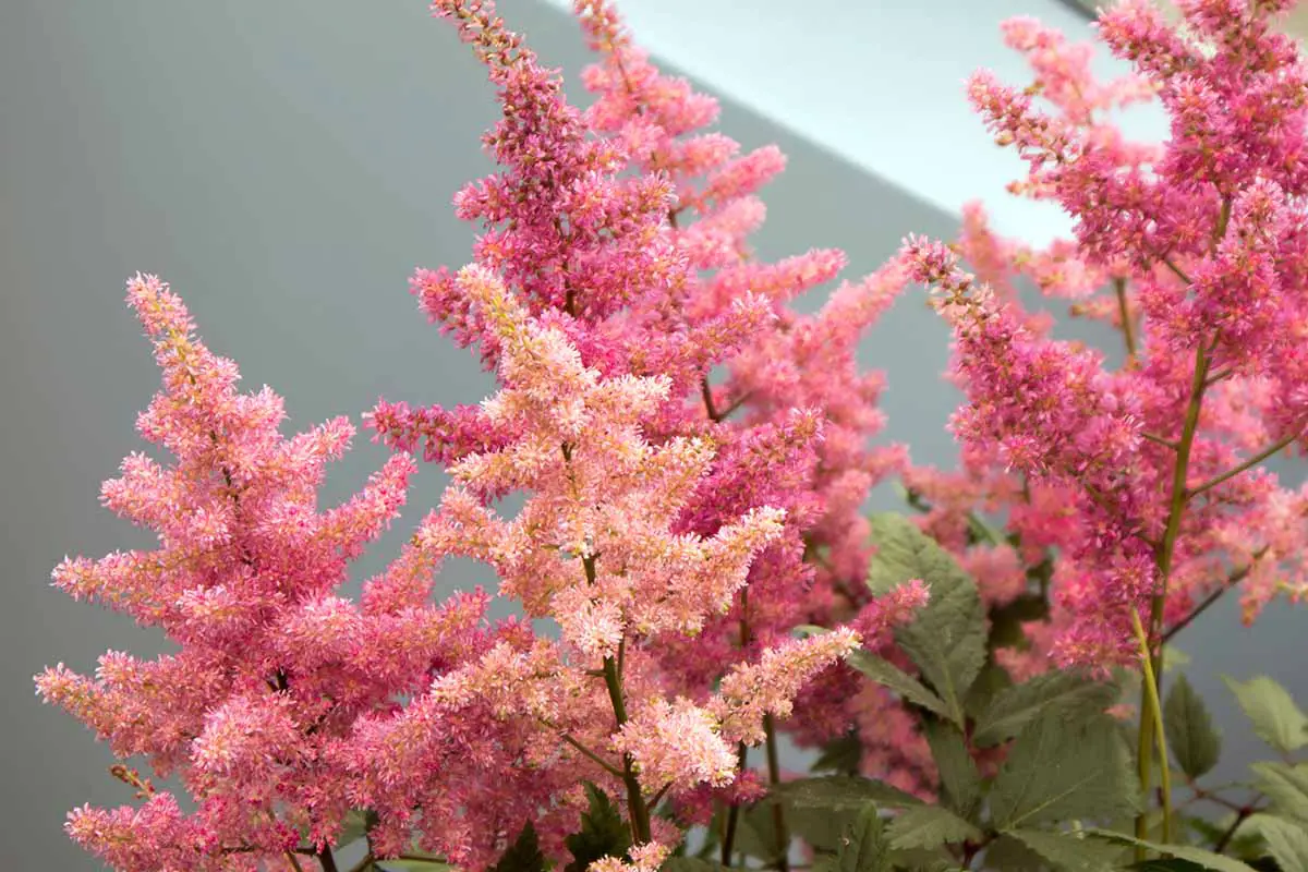 Una imagen horizontal de primer plano de flores de astilbe rosa que crecen en un recipiente con una pared blanca en el fondo.