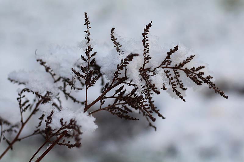 Una imagen horizontal de primer plano de flores de astilbe gastadas con una ligera capa de nieve.