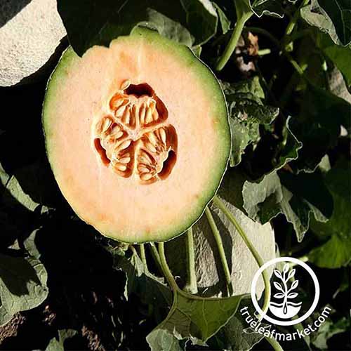 Un melón 'Athena Hybrid' que se ha cortado por la mitad para mostrar la pulpa naranja y la pequeña cavidad llena de semillas en el interior, con follaje verde oscuro en el fondo, bajo un sol brillante.