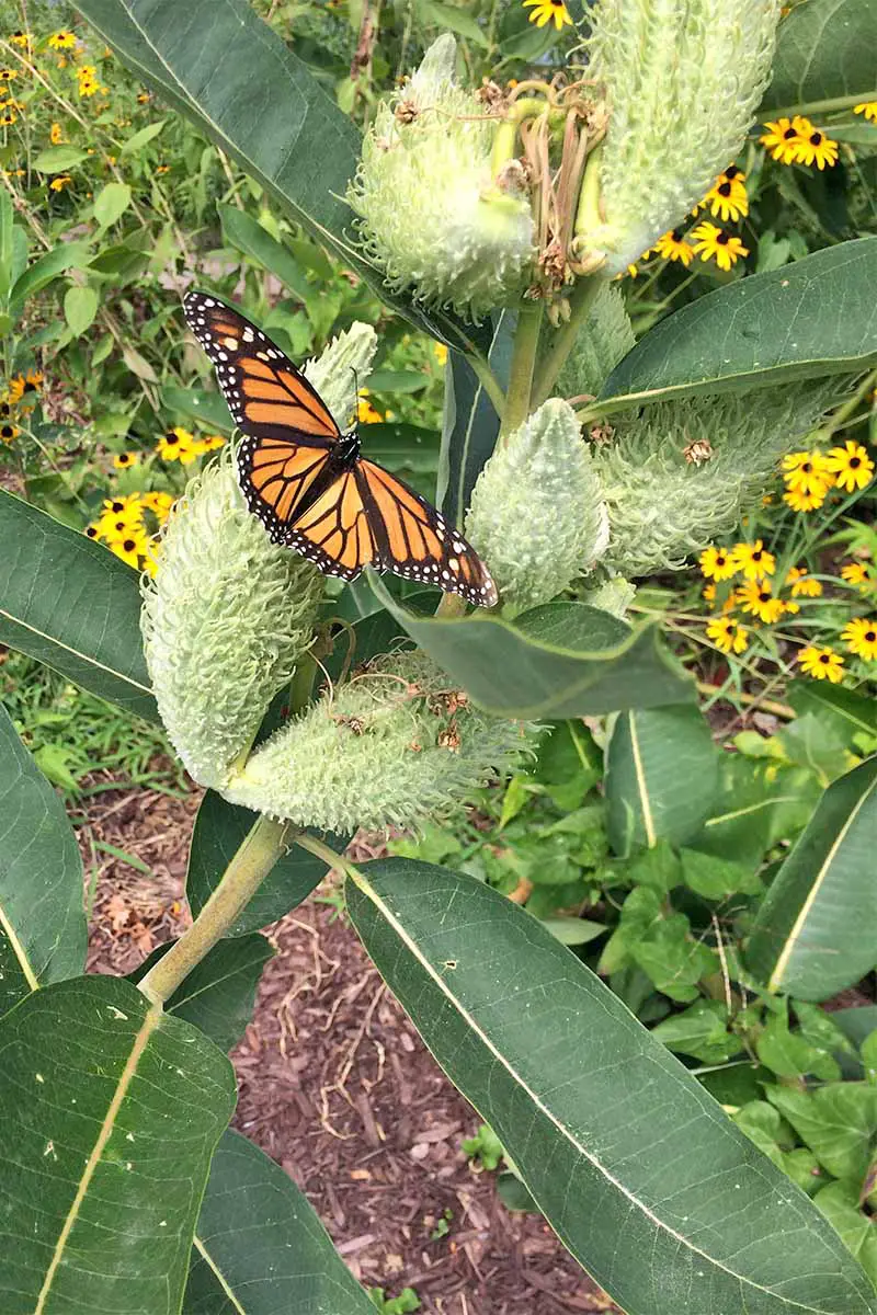 Una mariposa monarca naranja y negra en una planta de algodoncillo, con hojas verdes y vainas de semillas de color verde claro, con susanes de ojos negros amarillos en el fondo.