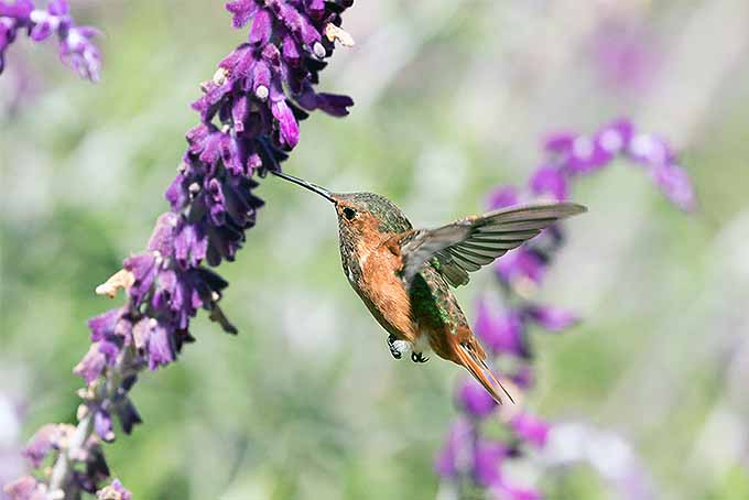 Un colibrí naranja y verde poliniza una flor de salvia morada mientras flota en el aire.