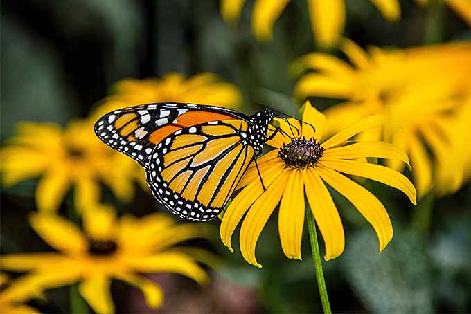 Una imagen horizontal de cerca de una mariposa alimentándose de una flor Susan de ojos negros representada en un fondo de enfoque suave.