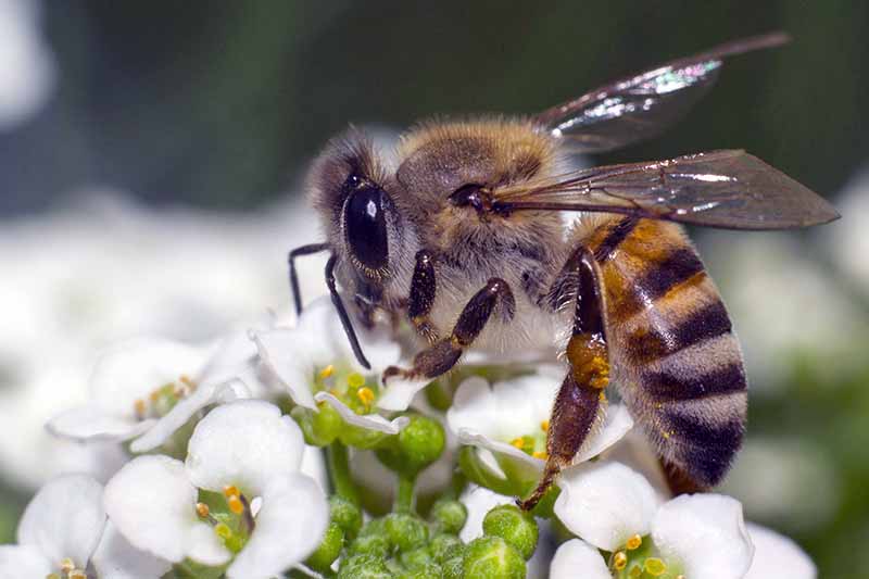 Un primerísimo plano de una abeja polinizando las pequeñas flores blancas de Lobularia maritima.