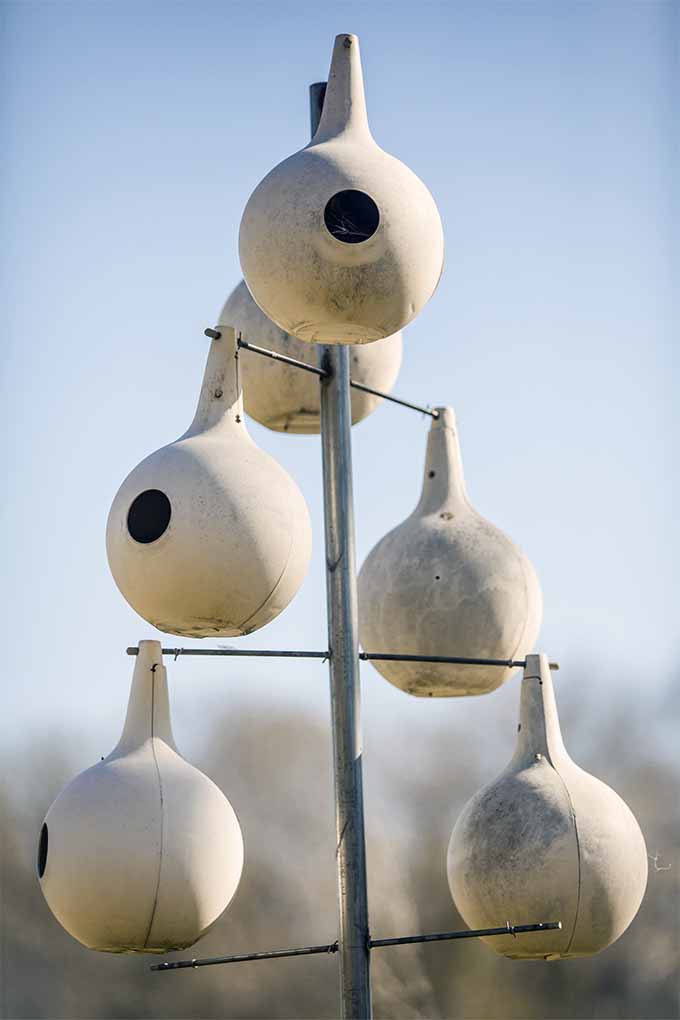 Cuelgue casas para pájaros en forma de calabaza para atraer a los martines morados a su jardín: 