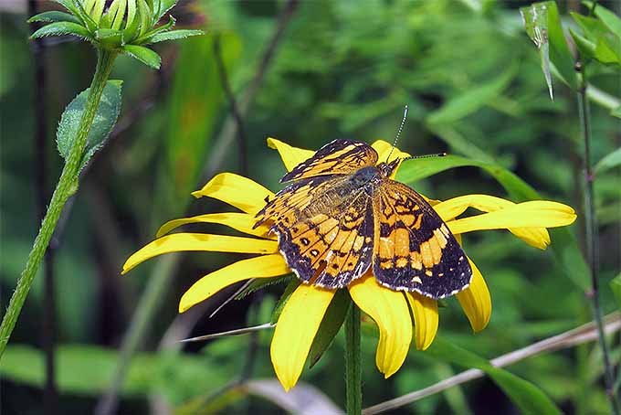 Una imagen horizontal de cerca de una mariposa plateada que se alimenta de una flor Susan de ojos negros representada en un fondo de enfoque suave.