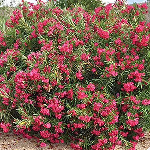 Una imagen cuadrada de primer plano de Nerium 'Austin Pretty Limits' que crece en el jardín con flores de color rojo brillante.