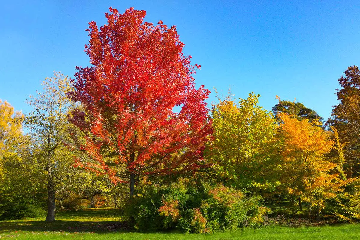 Una imagen horizontal de Acer rubrum 'Autumn Blaze' con colores otoñales rojos brillantes en un fondo de cielo azul.