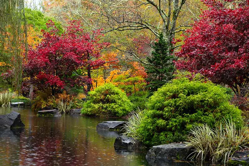 Un pequeño lago rodeado de arbustos y árboles con sus colores otoñales.  Las hojas de color rojo intenso contrastan con los verdes, hierbas ornamentales que crecen cerca de las hojas de color naranja.  En el lago hay grandes rocas negras y un sauce llorón a la izquierda del marco.  El fondo es un bosque en un enfoque suave.