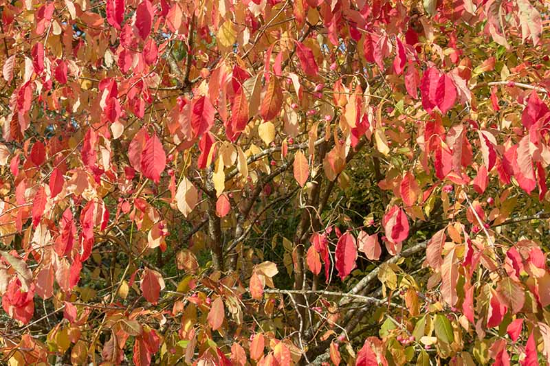 Una imagen horizontal de primer plano de los brillantes colores otoñales de euonymus (también conocido como arbusto ardiente).