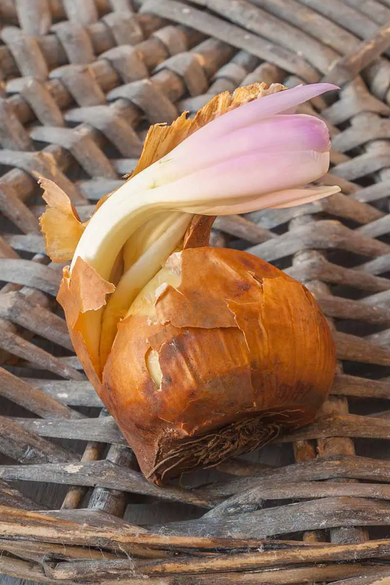 Una imagen vertical de primer plano de un bulbo de Colchicum autumnale colocado en una canasta de mimbre que muestra cómo emergerá la flor del bulbo incluso antes de que se plante en el jardín.