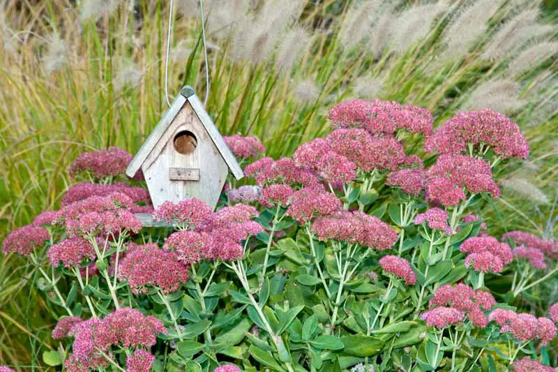 Autumn Joy Stonecrop (Sedum spectabile 'Autumn Joy') junto a una pequeña casita para aves de madera.