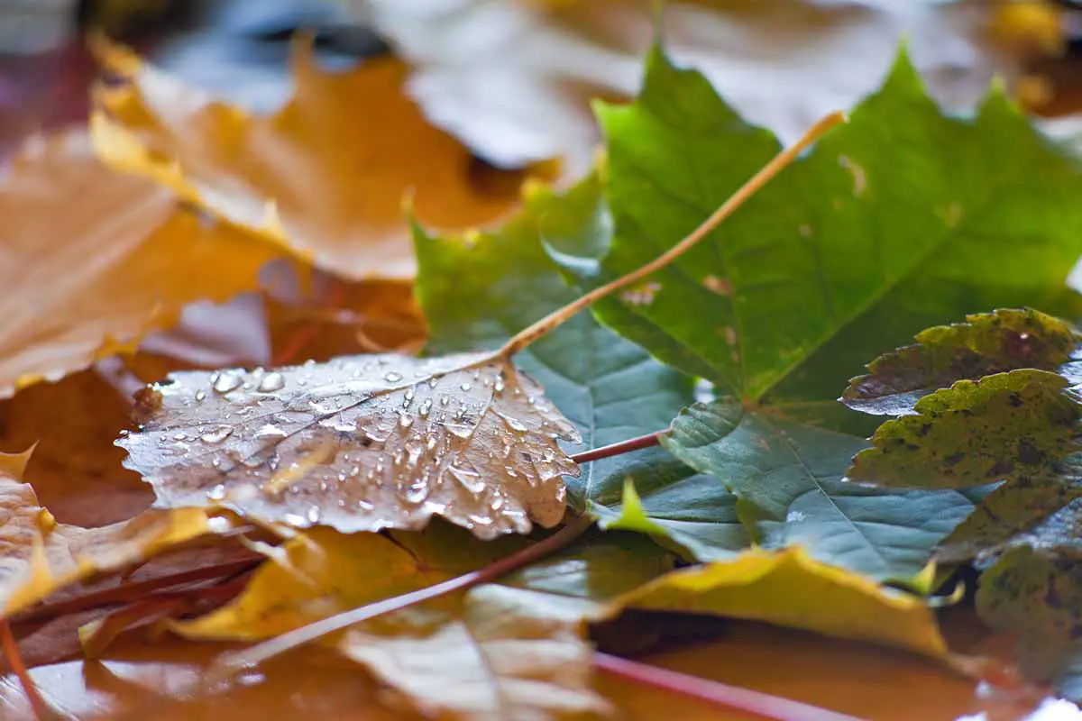Una imagen ampliada de cerca de una hoja que cambia de color en otoño.