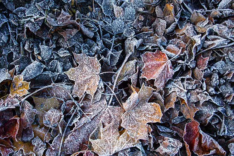 Una imagen horizontal de primer plano de hojas de otoño cubiertas con una ligera capa de escarcha.