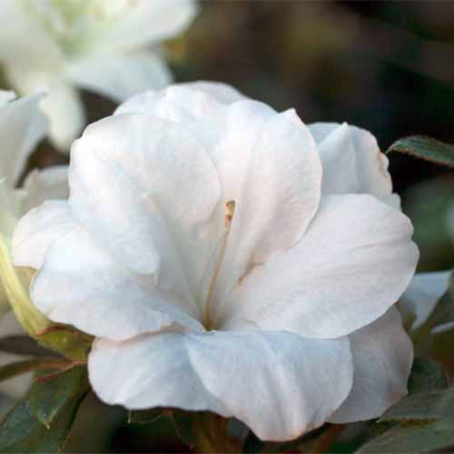 Una imagen cuadrada de primer plano de Rhododendron 'Autumn Moonlight' representada en un fondo de enfoque suave.