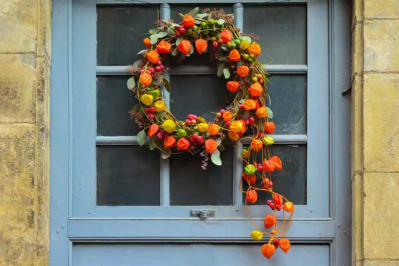 Cerca de una ventana de madera azul claro en una casa de piedra con una corona de color otoñal brillante hecha de calabazas ornamentales en rojo, amarillo y naranja.  Enredaderas en cascada en marrón y verde completan la escena otoñal.