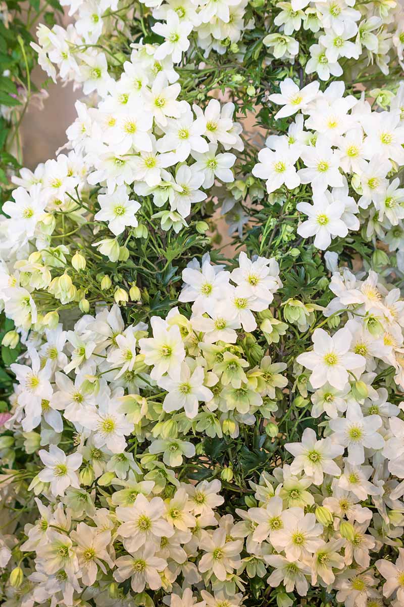 Una imagen vertical de cerca de las flores blancas de Clematis 'Avalanche' que crecen en un enrejado fotografiado a la luz del sol.