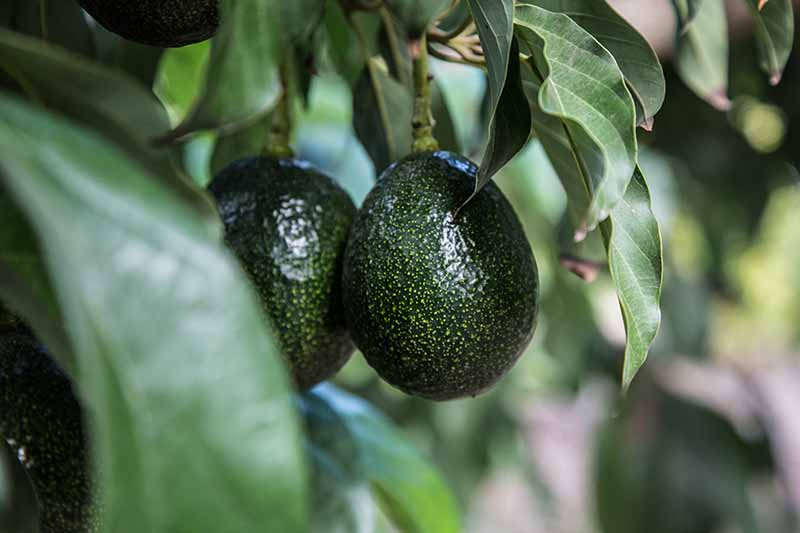Un primer plano de una fruta de aguacate de color verde oscuro brillante, con pequeñas motas de color verde claro, rodeada de hojas que se desvanecen en un enfoque suave en el fondo.
