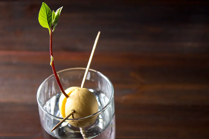 Una imagen de primer plano horizontal de una semilla de aguacate que crece en un vaso de agua, con un brote de tallo, sobre una superficie de madera.