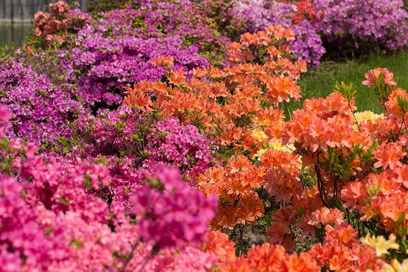 Una imagen horizontal de cerca de una variedad de flores de azalea de diferentes colores que crecen en el jardín.