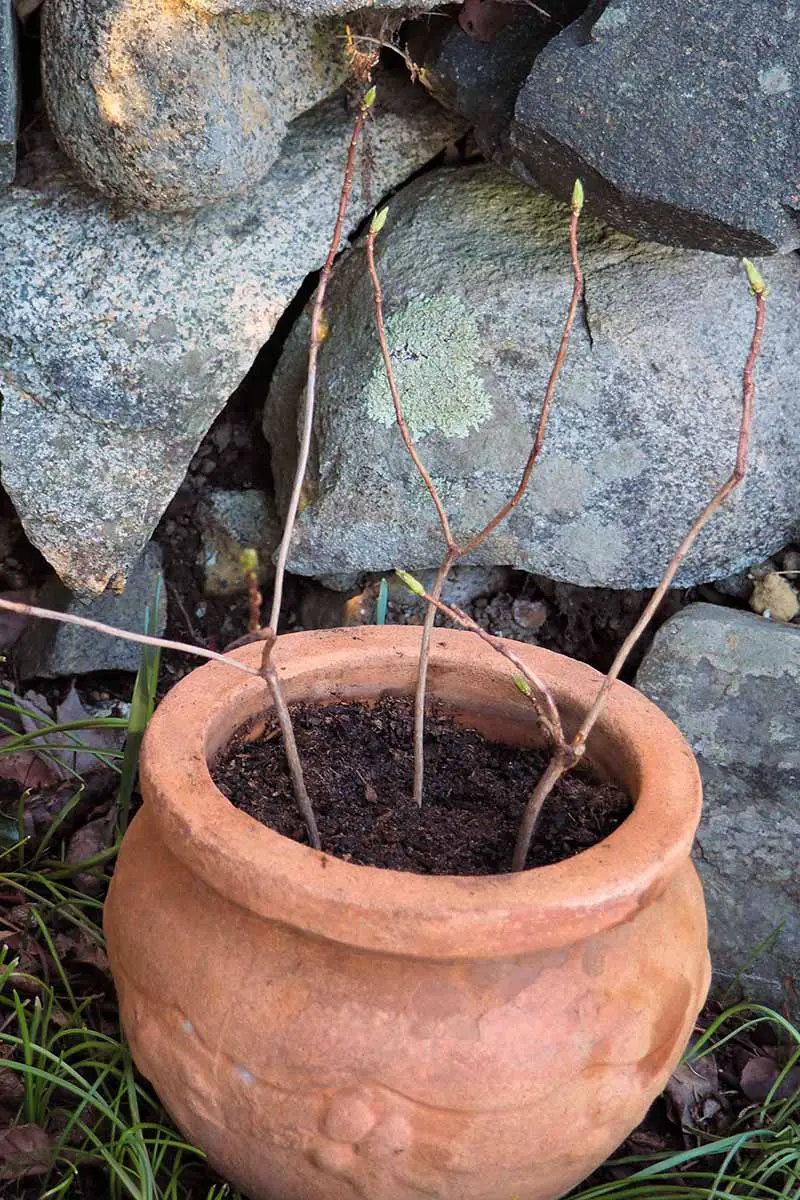 Una imagen vertical de cerca de una maceta de terracota con esquejes de tallo que echan raíces en un lugar sombreado en el jardín frente a un muro de piedra.