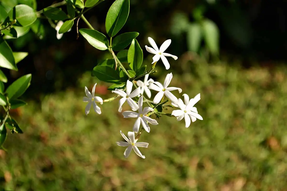 Una imagen horizontal de primer plano de las flores de jazmín de las Azores que crecen en el jardín representadas bajo el sol brillante sobre un fondo de enfoque suave.