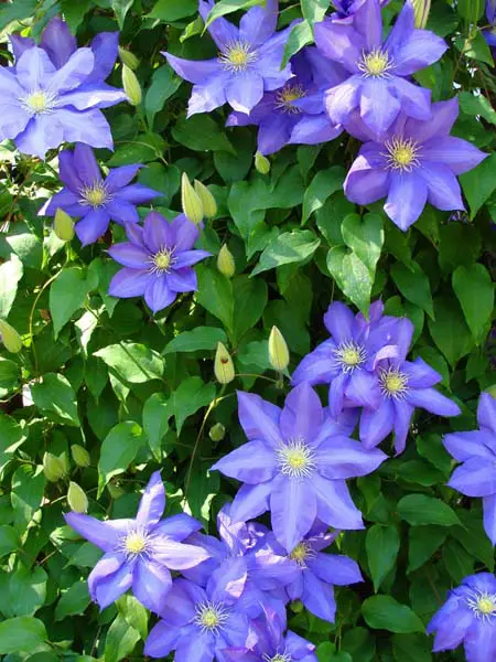 Flores de clemátide azul en forma de estrella.