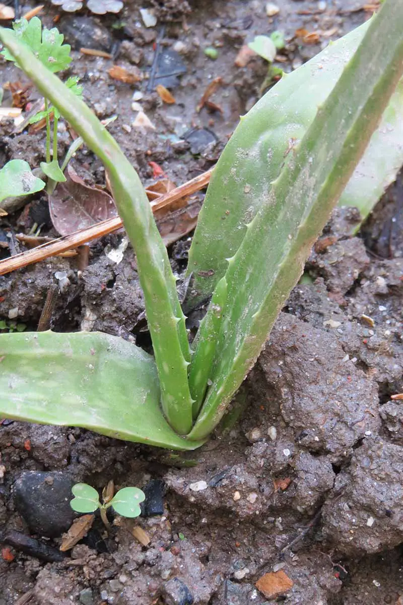 Una imagen vertical de cerca de una pequeña planta de aloe que crece en el jardín.