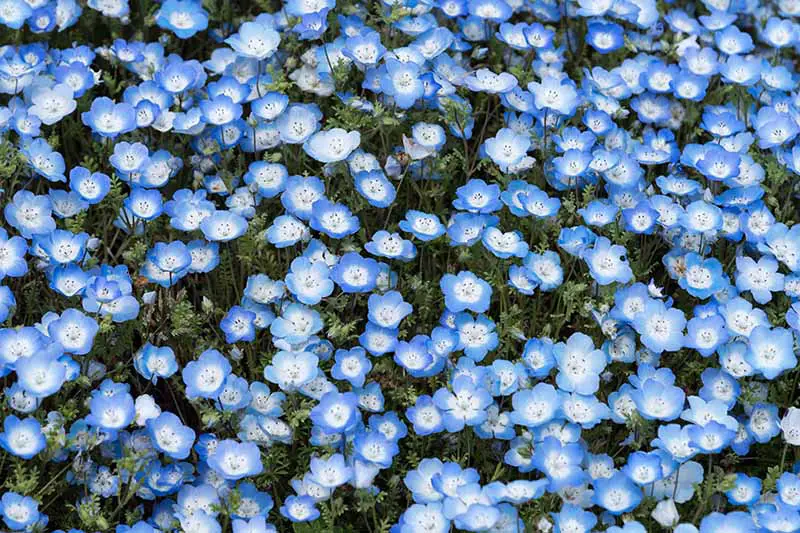 Una imagen horizontal de un prado de flores silvestres de flores de ojos azules (Nemophila menziesii) con pétalos azules con centros blancos.
