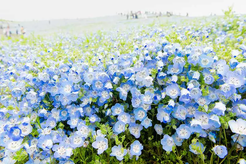 Una imagen horizontal de una gran franja de flores de ojos azules (Nemophila menziesii) que crecen en un prado de flores silvestres.