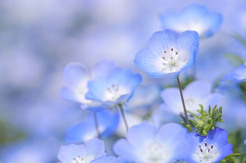 Una imagen horizontal de primer plano de flores de ojos azules de bebé en un fondo de enfoque suave.