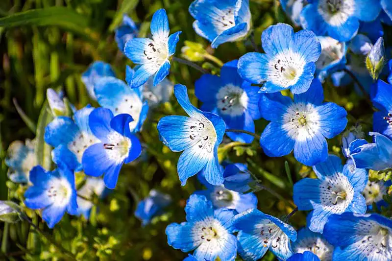 Una imagen horizontal de primer plano de flores azules y blancas de Nemophila menziesii representadas en un sol brillante que se desvanece en un enfoque suave en el fondo.
