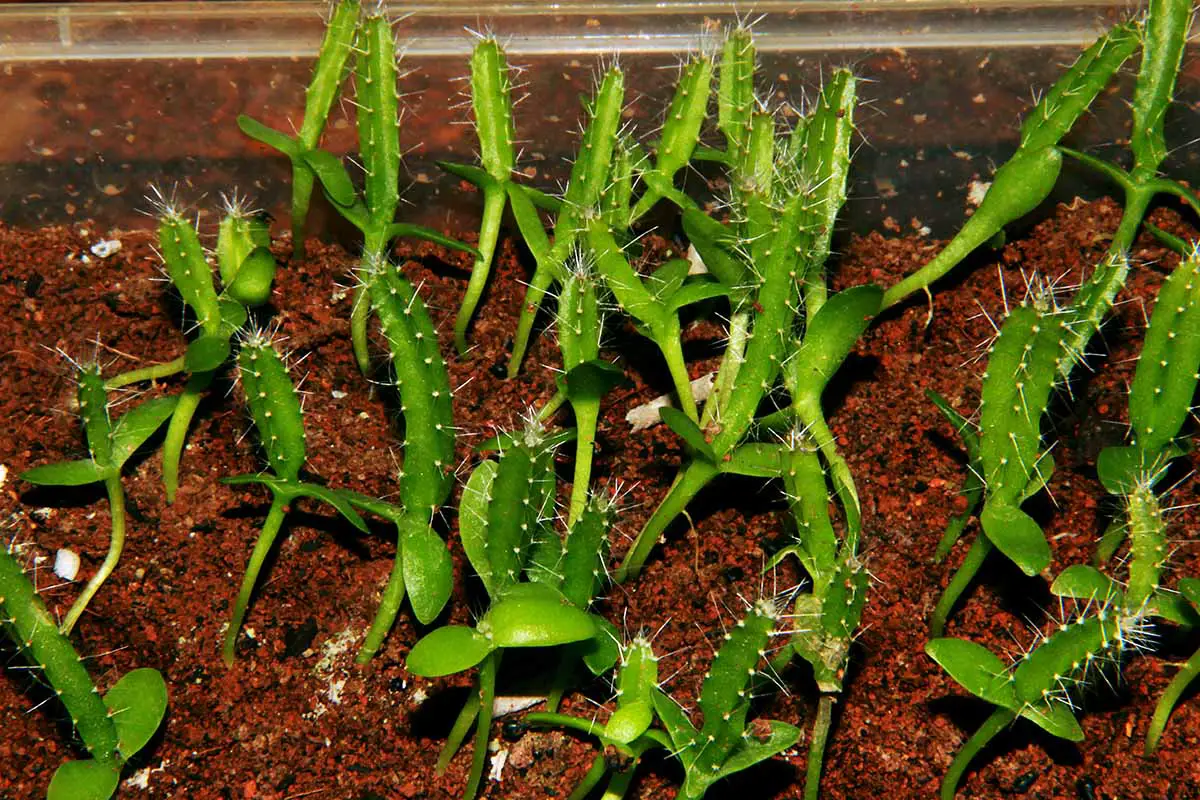 Una imagen horizontal de cerca de pequeñas plántulas de Selenicereus que crecen en un suelo oscuro y rico.
