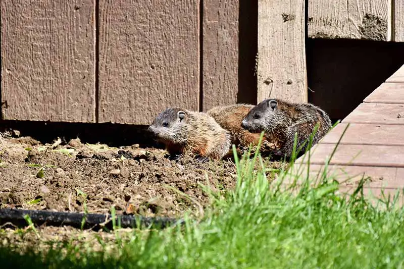 Una imagen horizontal de cerca de una familia de marmotas que emergen de debajo de una estructura de madera en busca de comida.