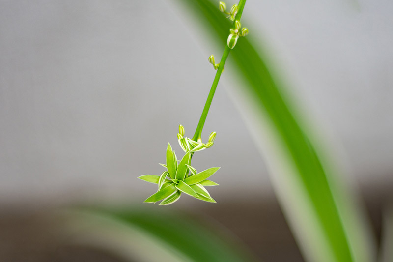 Una imagen horizontal de cerca de una diminuta nueva planta de araña bebé colgando de la madre representada en un fondo de enfoque suave.