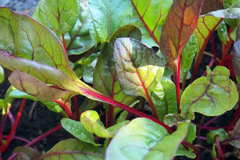 Una imagen horizontal de primer plano de hojas de acelgas que crecen en el jardín fotografiadas con luz solar filtrada.