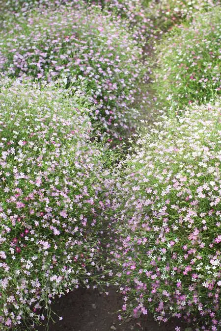 Cuatro densos racimos de diminutas flores rosadas de aliento de bebé, que crecen sobre un camino de jardín.