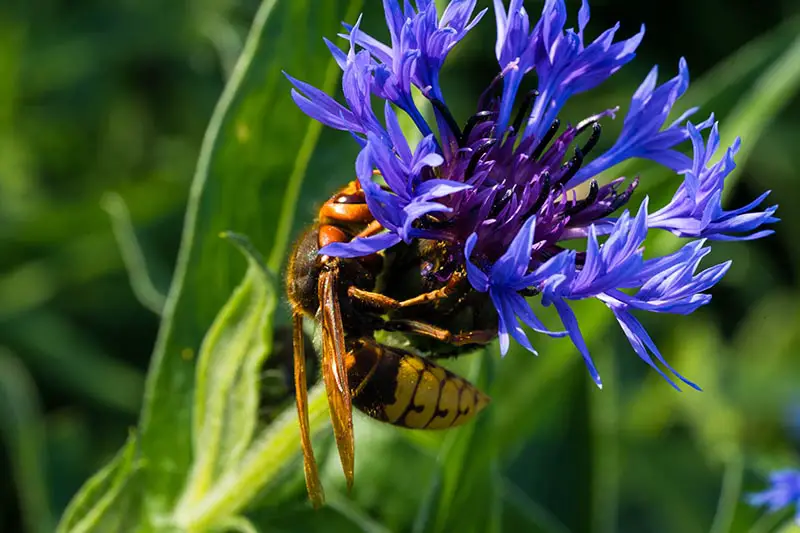 Un primer plano de una abeja alimentándose de un aciano, en el jardín de verano, fotografiado con un sol brillante en un fondo de enfoque suave.