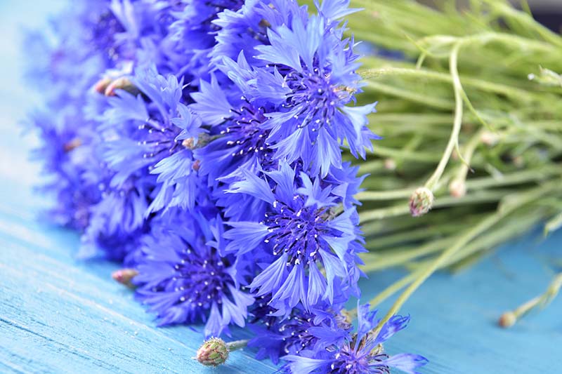 Un primer plano de tallos de flores cortadas de flores de botón de licenciatura azul brillante, sobre una superficie de madera.