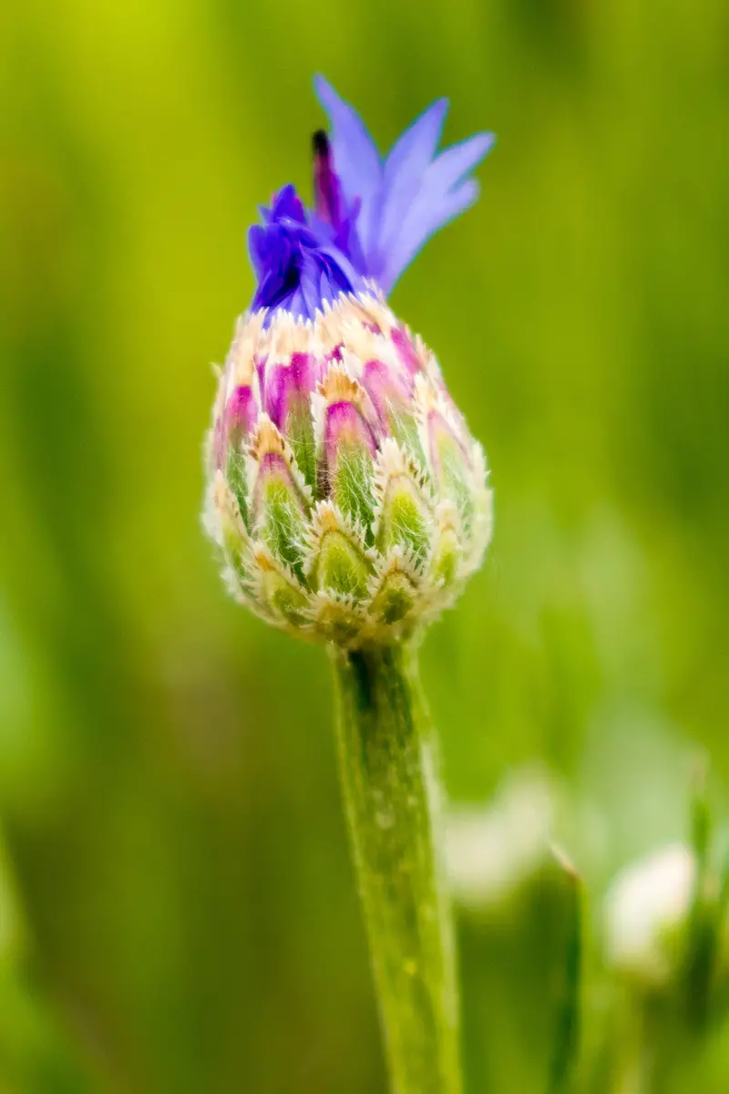 Una imagen vertical de primer plano de un capullo de flor que recién comienza a abrirse, representada en un fondo de enfoque suave.