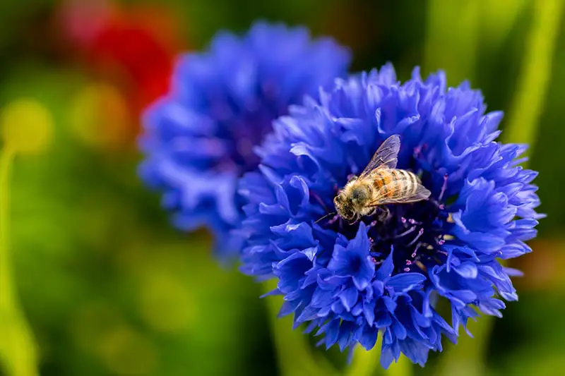 Una imagen horizontal de primer plano de una flor de botón de licenciatura azul brillante con una abeja alimentándose desde el centro, representada en un fondo de enfoque suave.