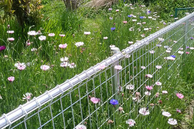 Una imagen horizontal de flores de maíz rosas y azules que crecen en un estilo informal junto a una cerca de metal.