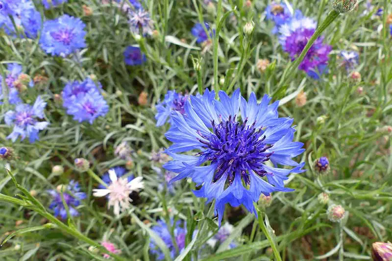 Una imagen horizontal de primer plano de flores de botón de licenciatura azul brillante y púrpura que crecen en un prado de flores silvestres.