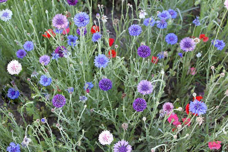 Una imagen horizontal de primer plano de flores de botón de soltero en varios estados de descomposición que crecen en el jardín.