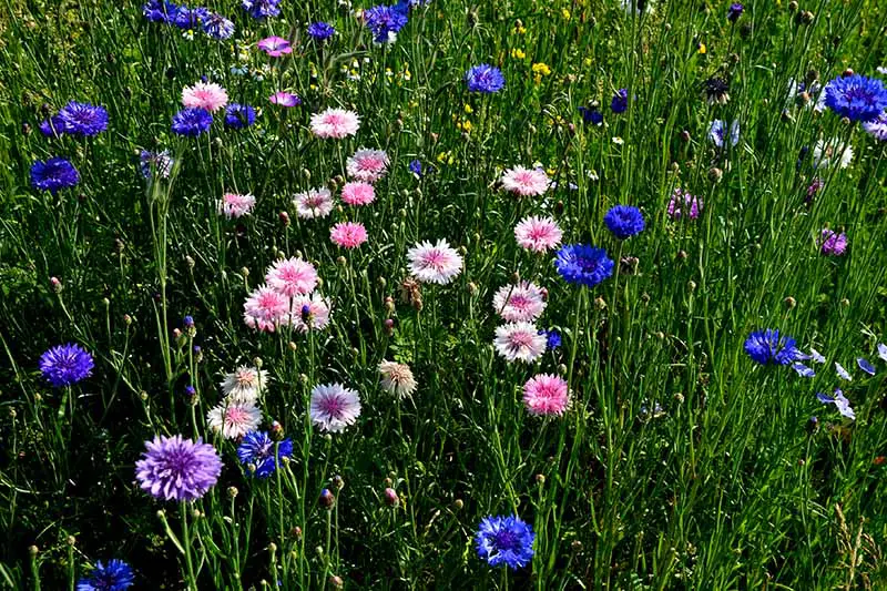 Una imagen horizontal de primer plano de flores de botón de licenciatura en rosa, púrpura y azul que crecen en un prado.