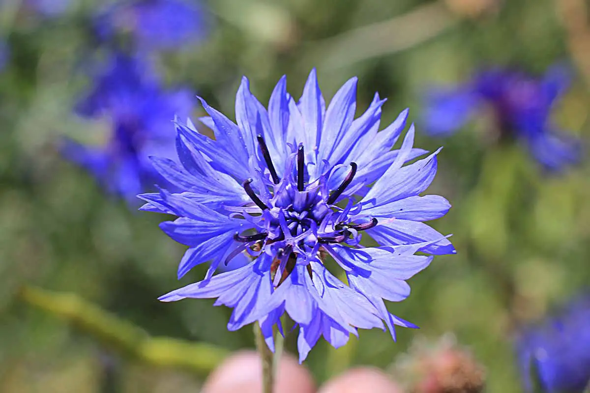 Una imagen horizontal de primer plano de una flor de botón de soltero que crece en el jardín fotografiada bajo el sol brillante sobre un fondo de enfoque suave.