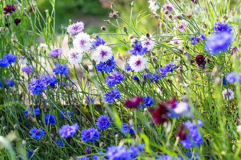 Una imagen horizontal de acianos y otras flores que crecen en un prado de verano, representada bajo un sol brillante.