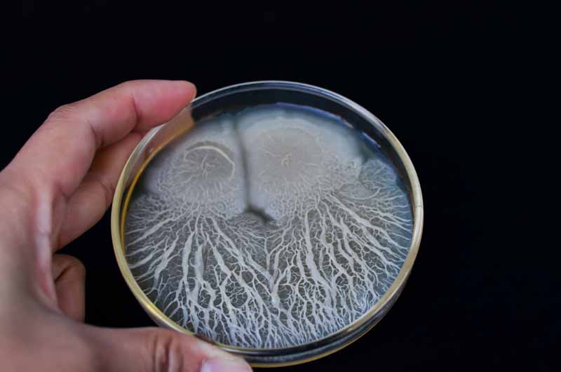 Bacillus thuringiensis creciendo en una placa de Petri.