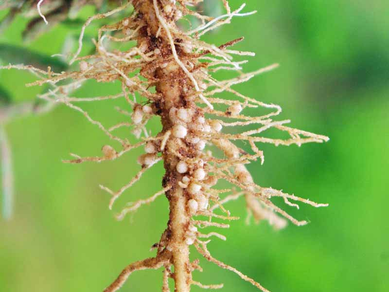 Cierra las raíces de un guisante con nódulos de raíces de bacterias.