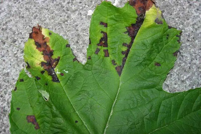 Vista de arriba hacia abajo de una hoja de hortensia de hoja de roble que muestra manchas de manchas bacterianas en las hojas.